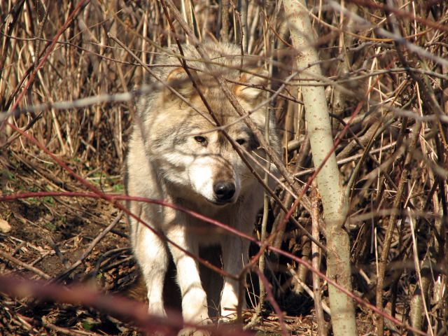 Photo hunting - Canis Lupus/Wolf