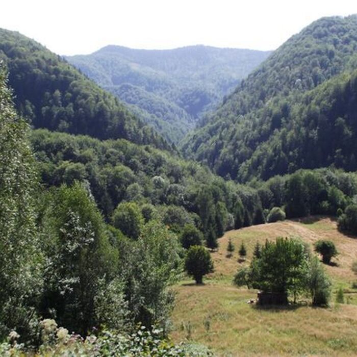 Explore the ”Mountains at the Sunset” - Apuseni Mountains - 8 days - Flowers' Glade in Padis