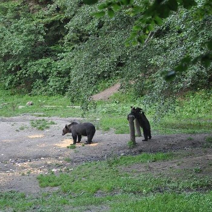 Brown Bear Watching in the Wild - Brown bears watching in the wild
