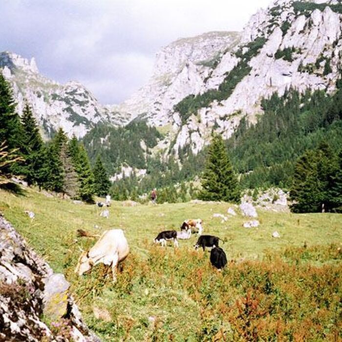 Bucegi Mountains - Gaura Valley