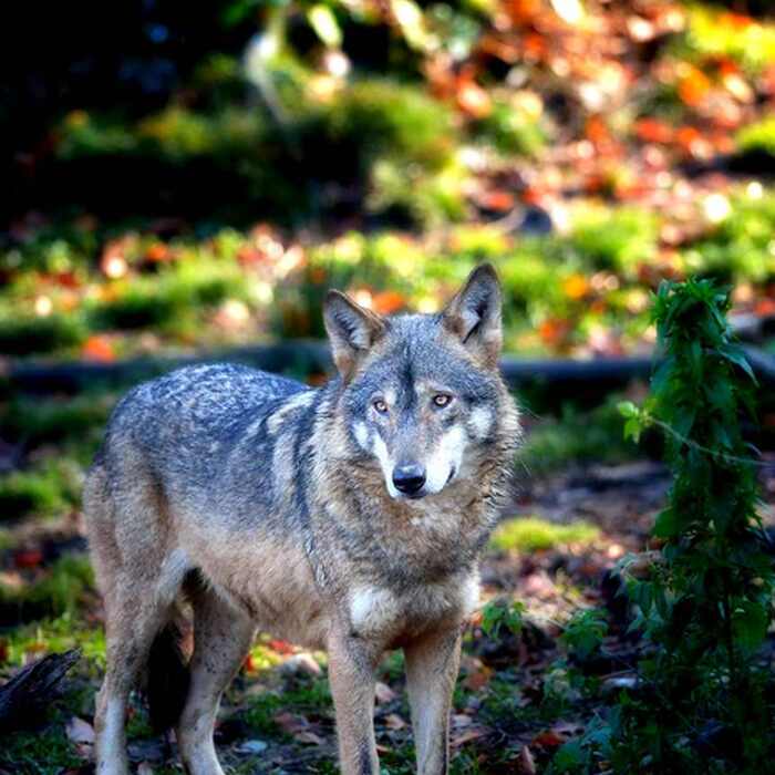 Carpathian Wildlife Observation Experience from Brașov &ndash; Forest Hide & Ranger Access - Carpathian Wilderness, wolves