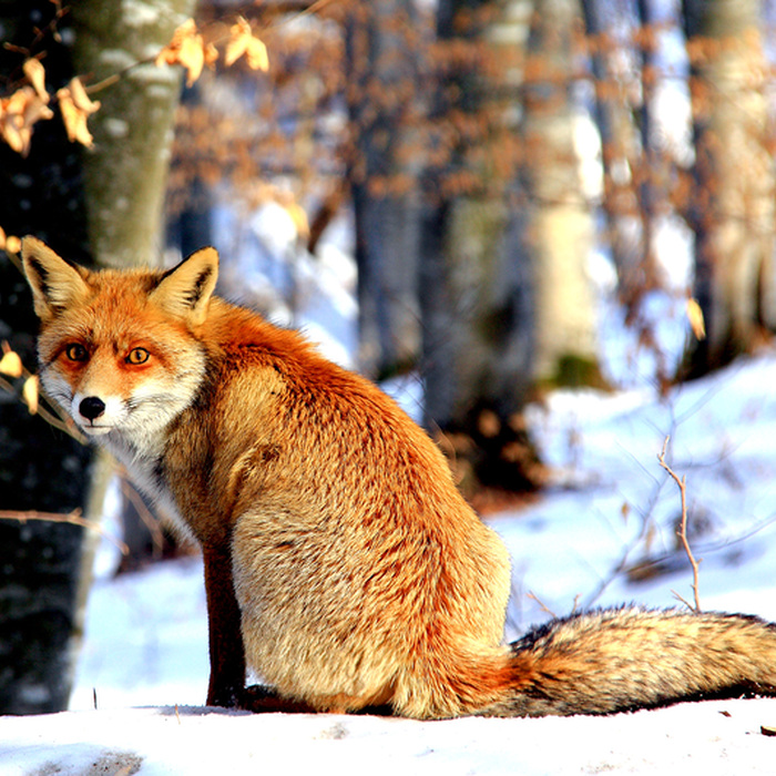 Carpathian Wildlife Observation Experience from Brașov &ndash; Forest Hide & Ranger Access - Carpathian Wilderness, foxes