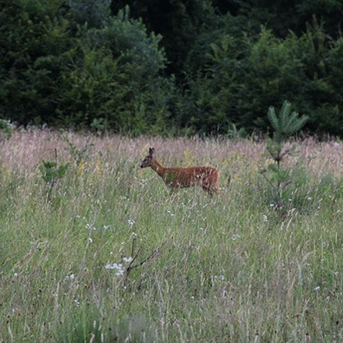 Carpathian Wildlife Observation Experience from Brașov &ndash; Forest Hide & Ranger Access - Deer wildlife