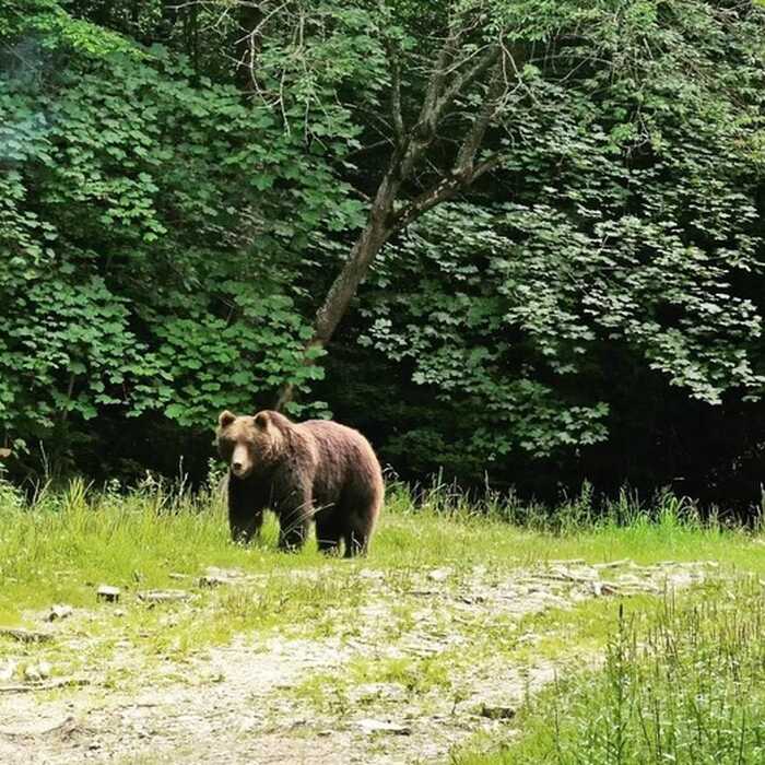 Carpathian Wildlife Observation Experience from Brașov &ndash; Forest Hide & Ranger Access - Brown bear