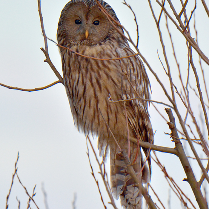 Carpathian Wildlife Observation Experience from Brașov &ndash; Forest Hide & Ranger Access - Owl in the Carpathians