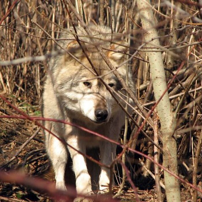 Photo hunting - Canis Lupus/Wolf