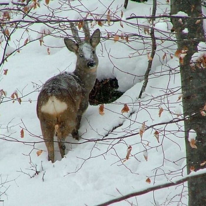 Photo hunting - Capreolus capreolus/Rhoe deer