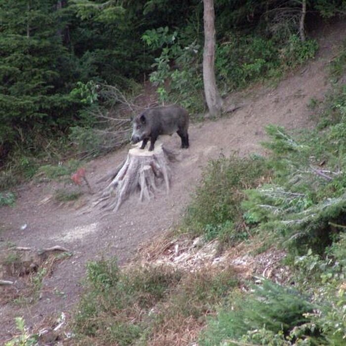 Photo hunting - Sus scrofa/Wild boar