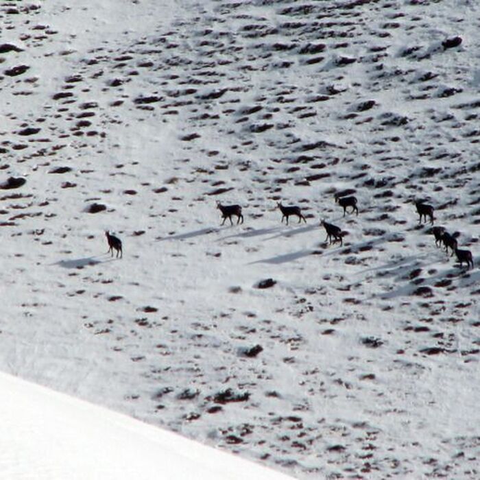 Photo hunting - Rupicapra rupicapra/Chamois