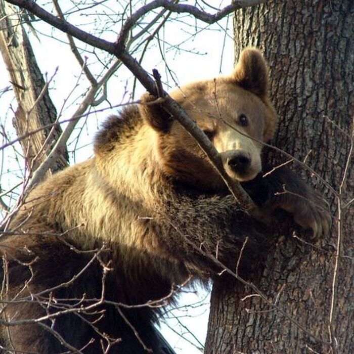 Piatra Craiului National Park photo hunting tour - 1 day - Ursus arctos/Brown bear
