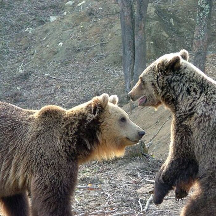 Piatra Craiului National Park photo hunting tour - 1 day - Ursus arctos/Brown bear