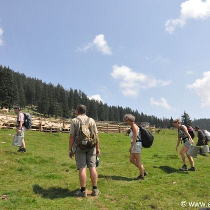 Transylvania Adventure: 8-Day Trekking, Biking & Bear Watching Tour - Milking sheep Romania
