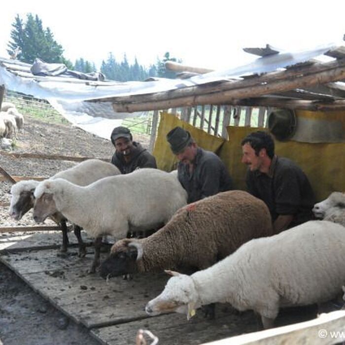 Transylvania Adventure: 8-Day Trekking, Biking & Bear Watching Tour - Milking sheep Romania