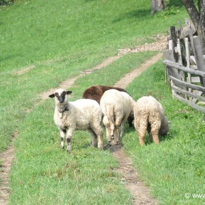 7 Days of Adventure in Transylvania: Trekking and Bear Watching - Transylvanian mountain villagesTransylvanian mountain villages