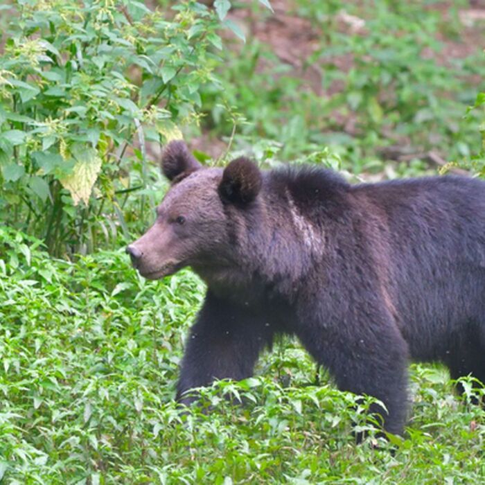 7 Days of Adventure in Transylvania: Trekking and Bear Watching - Brown bear watching Transylvania