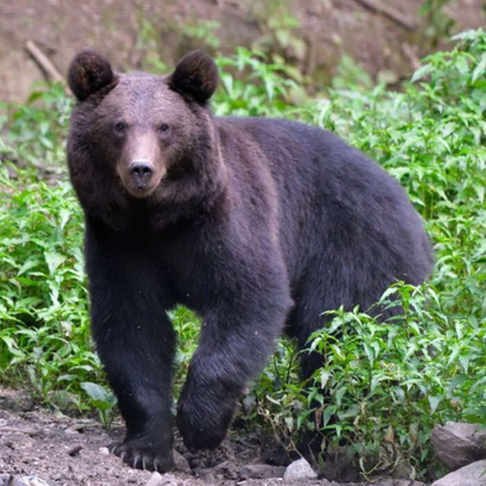 7 Days of Adventure in Transylvania: Trekking and Bear Watching - Brown bear watching Transylvania