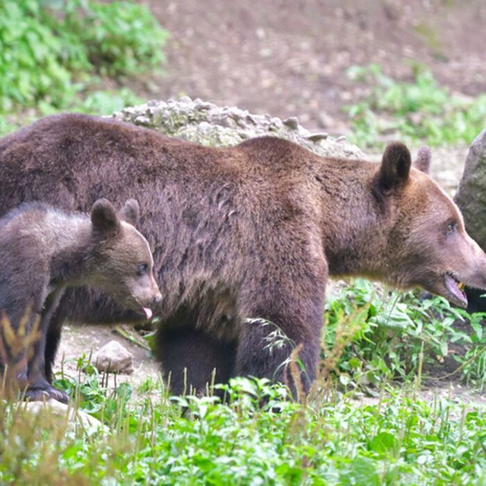 7 Days of Adventure in Transylvania: Trekking and Bear Watching - Brown bear watching Transylvania