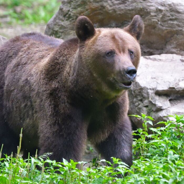 7 Days of Adventure in Transylvania: Trekking and Bear Watching - Brown bear watching Transylvania