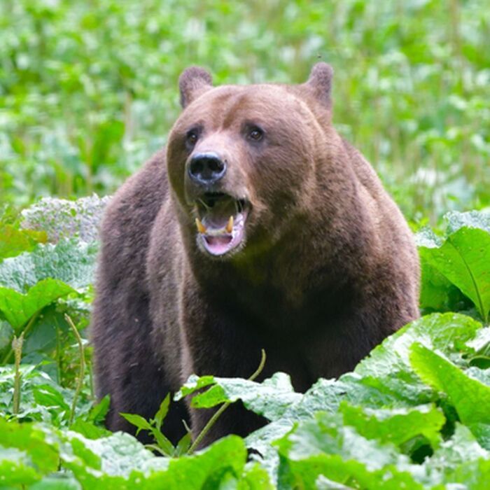 7 Days of Adventure in Transylvania: Trekking and Bear Watching - Brown bear watching Transylvania