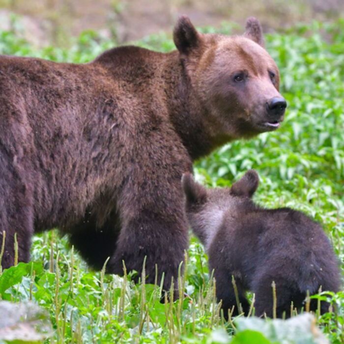 7 Days of Adventure in Transylvania: Trekking and Bear Watching - Brown bear watching Transylvania